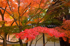 京都嵐山散策、二尊院紅葉の競演