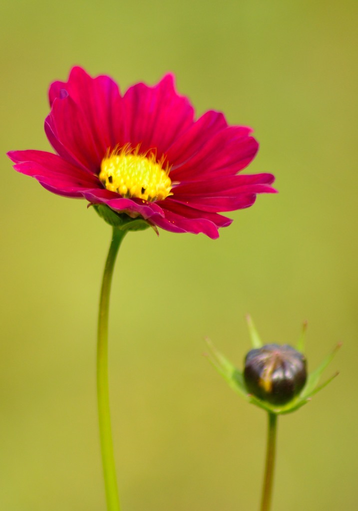 コスモス絵画調