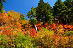 白山スーパー林道の秋色