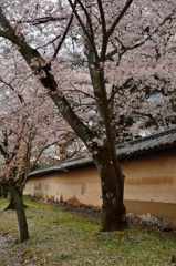 桜と壁