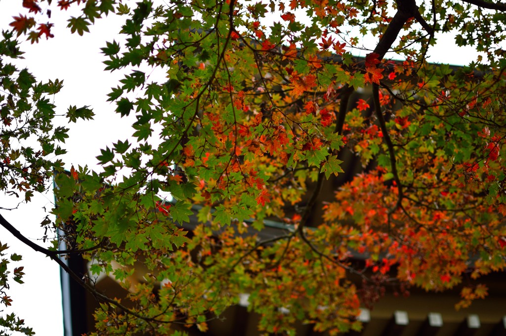 西福寺紅葉の始まり参