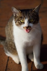 ご飯欲しいにゃーん