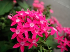 現場の鉢植え