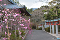 枝垂れ咲く常宮神社の参道かな