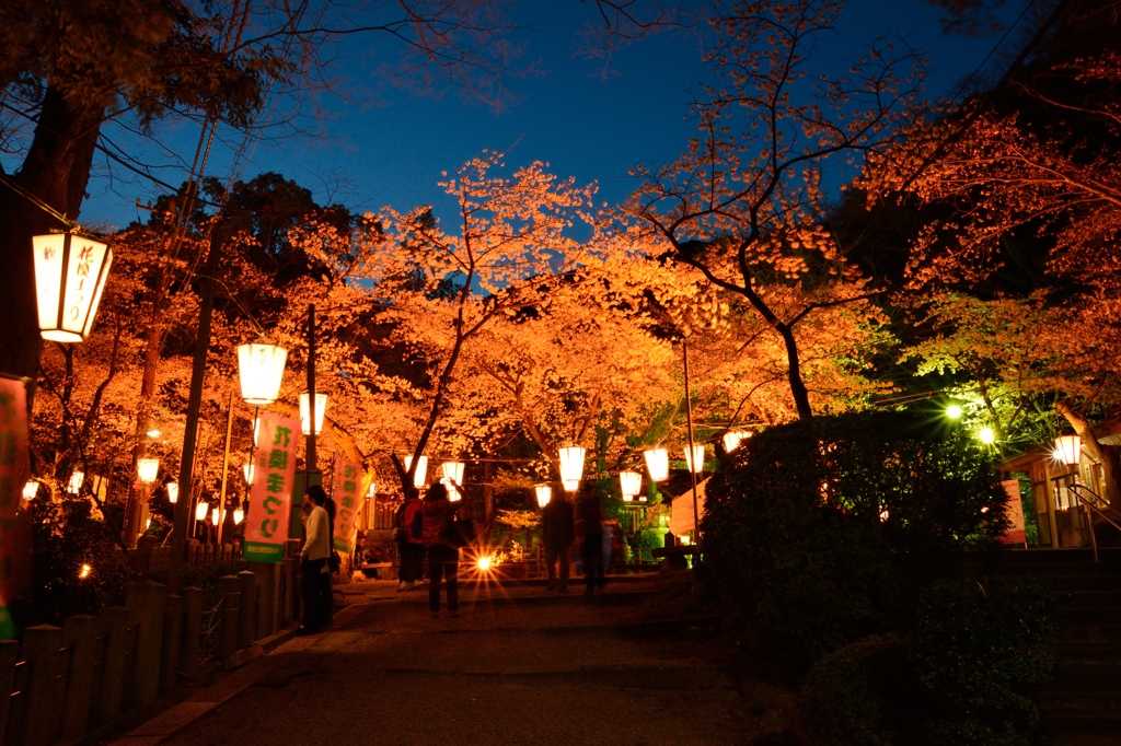 金ヶ崎宮ー夜桜