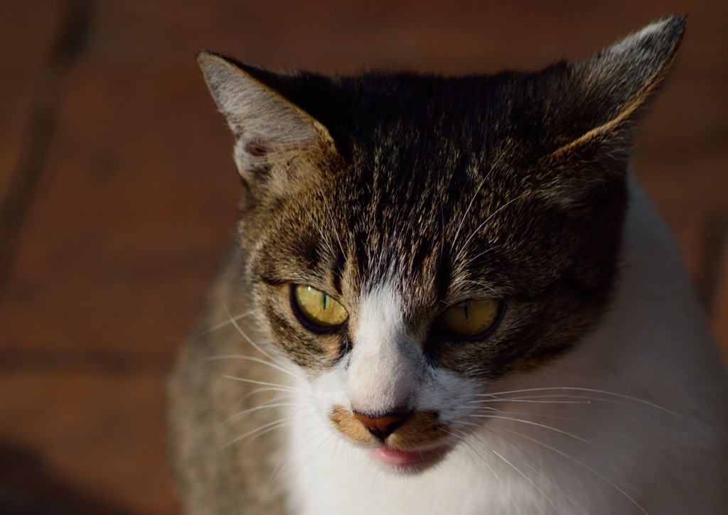 にゃんこーマスク