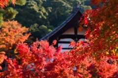 永観堂で紅葉を見る