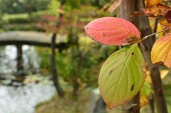 紅葉と擬態