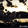 夕暮れ桜