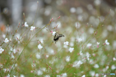 花の中にて