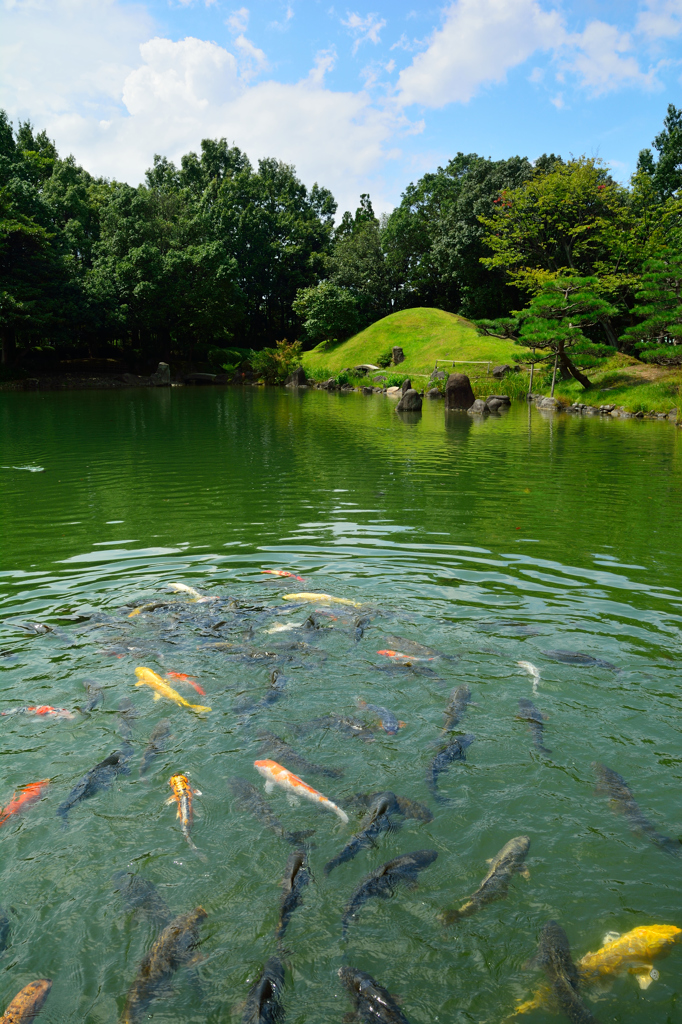 庭園と鯉