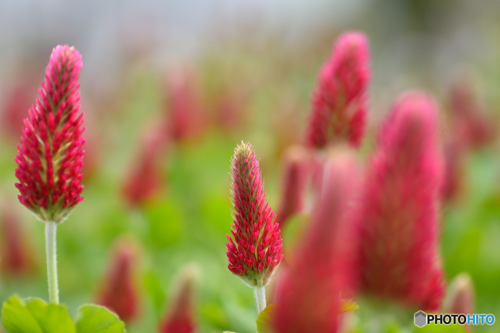 万象花壇春の花2