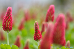 万象花壇春の花2