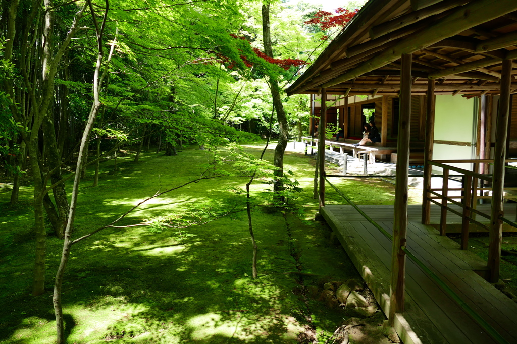 高桐院　庭を横から