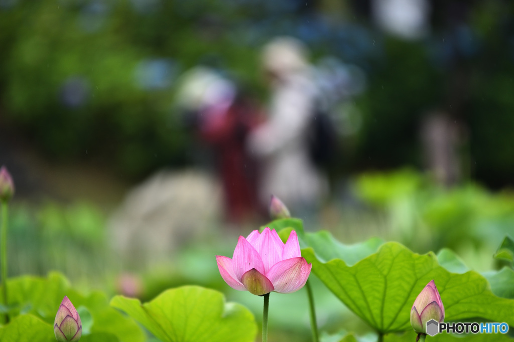 花はす公園から