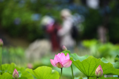 花はす公園から