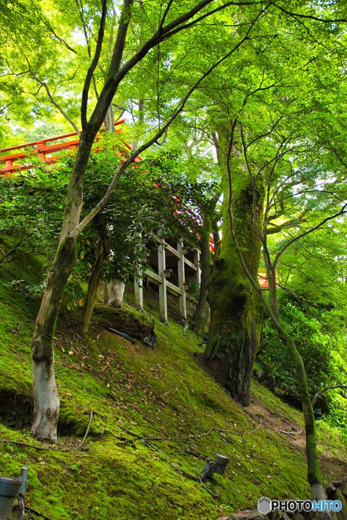 史跡御土居下から望む