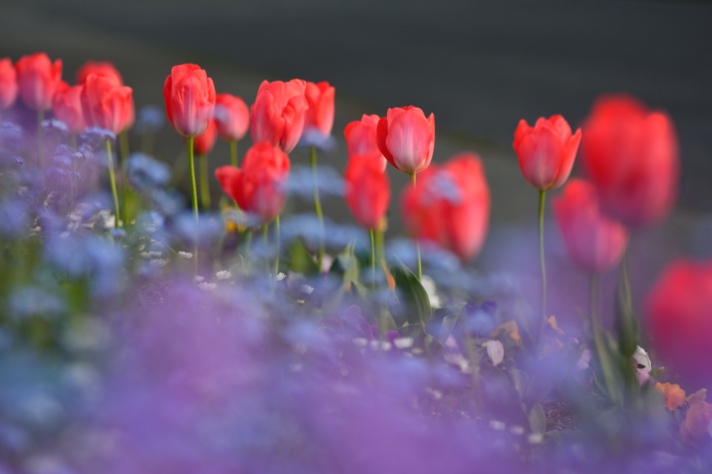 待ちきれず花壇にて