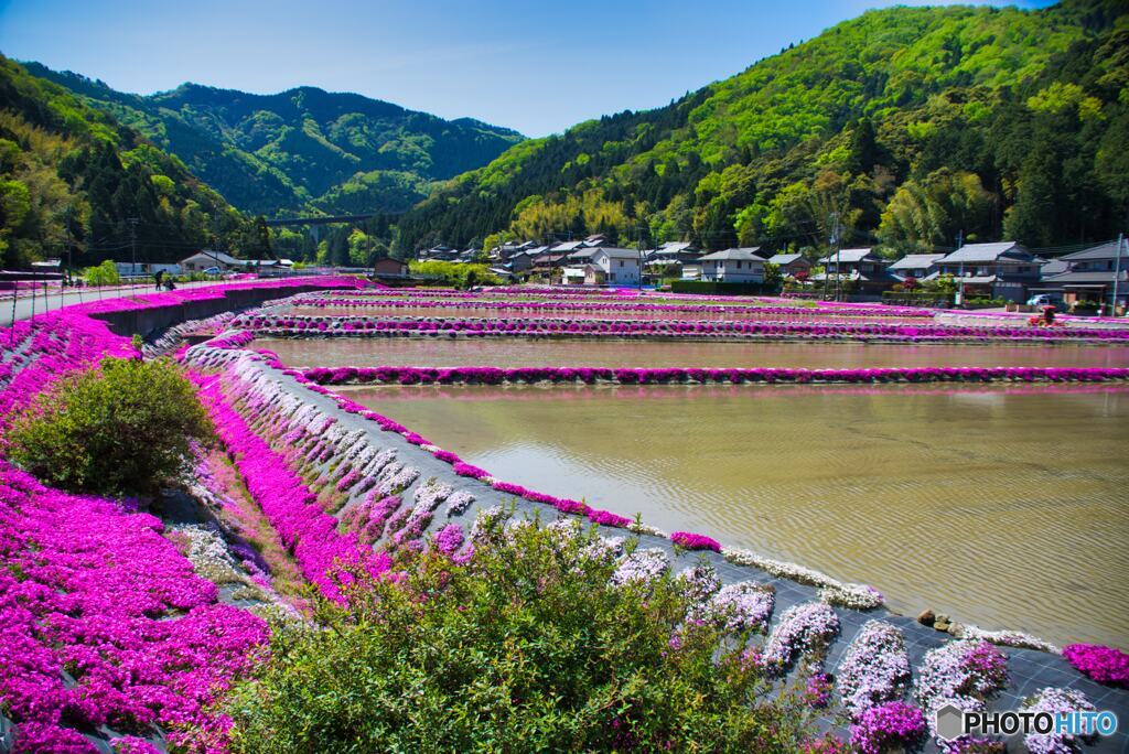 芝桜の里眺める