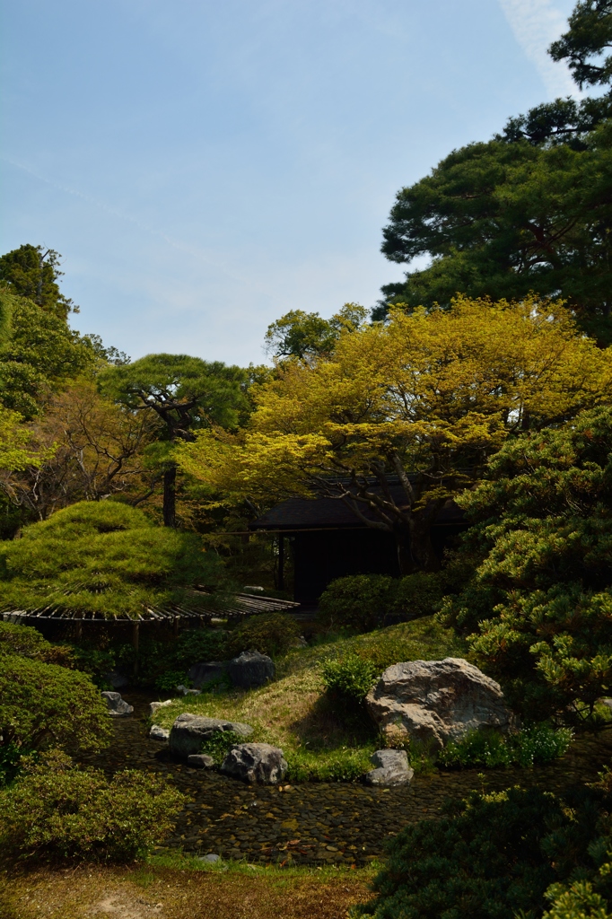 御苑の春其の壱
