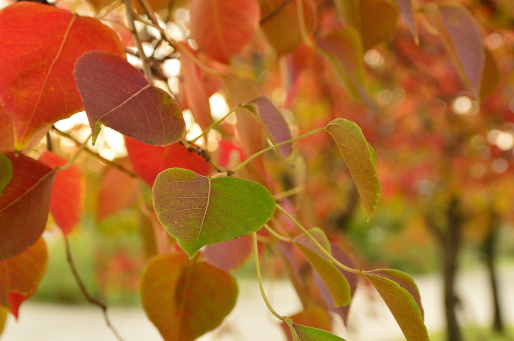 公園の紅葉朝の日課撮り