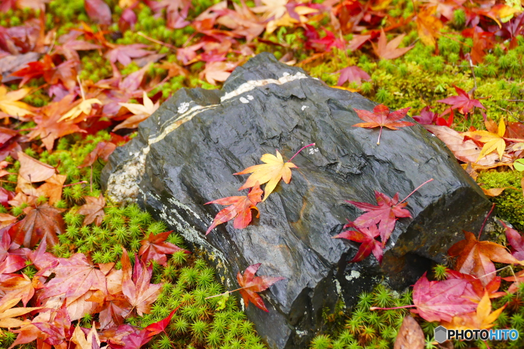 苔と石と散紅葉
