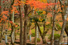 鶏足寺参道脇