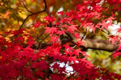 檀林寺にて紅を見る