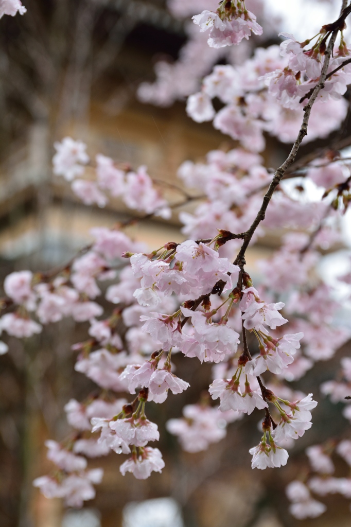 雨と桜と三門