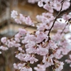 雨と桜と三門