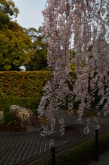 妙心寺陰の庭