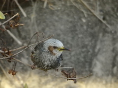 背景に擬態、ハリセンボンもどき