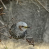 背景に擬態、ハリセンボンもどき