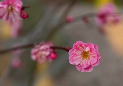 紅梅咲く朝