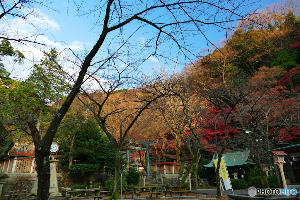 晩秋の金ヶ崎宮2015の1