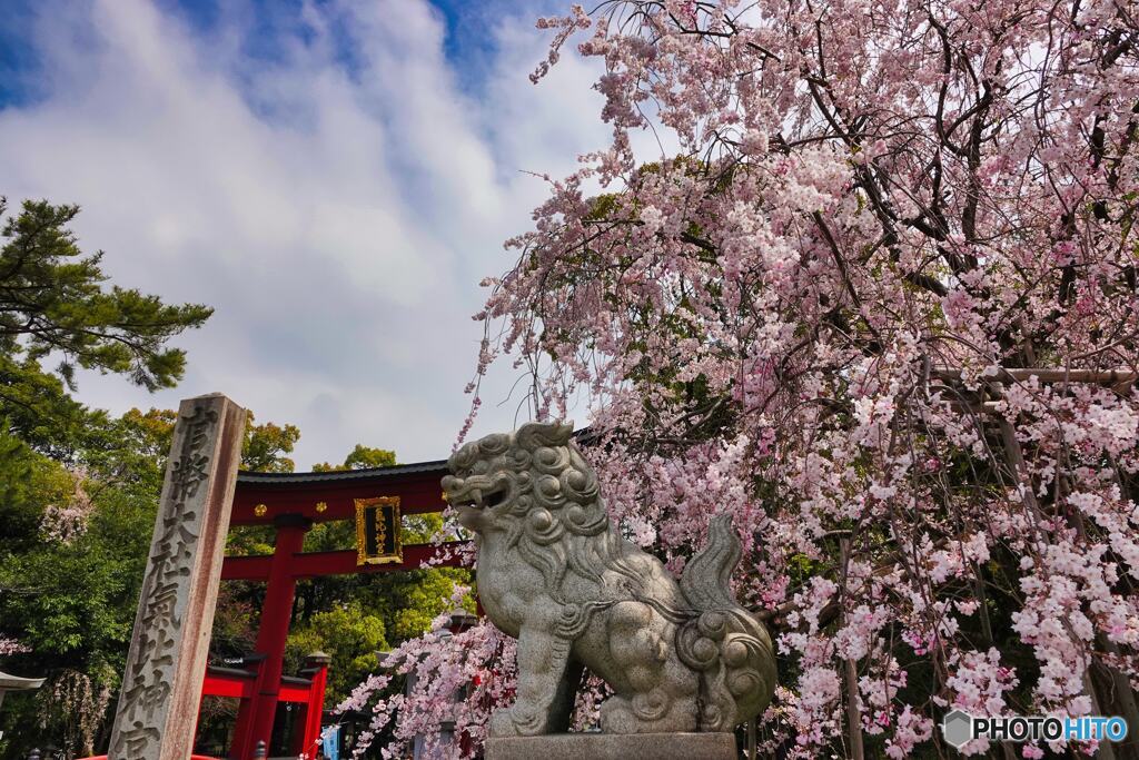 日本三大鳥居と枝垂れ桜