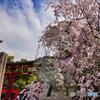 日本三大鳥居と枝垂れ桜