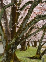 総門横の桜