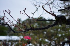 梅の花はアンブレラ