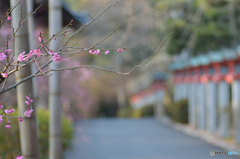 常宮神社参道にて梅と竹