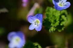 思案所横に咲いた小さな花