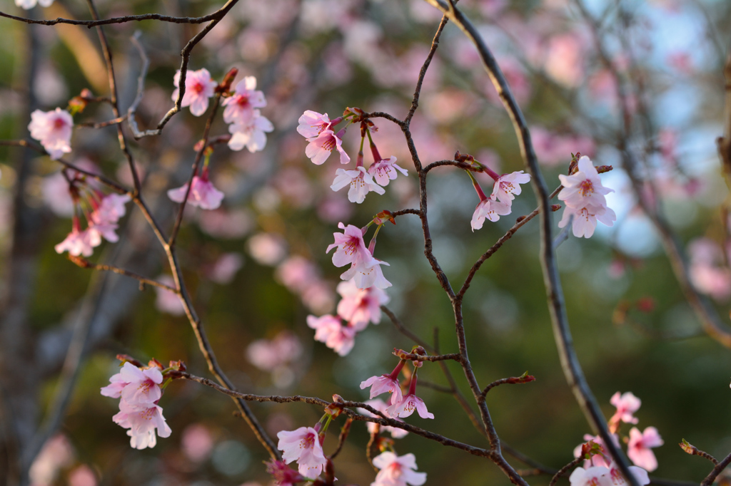 桜も咲き始め