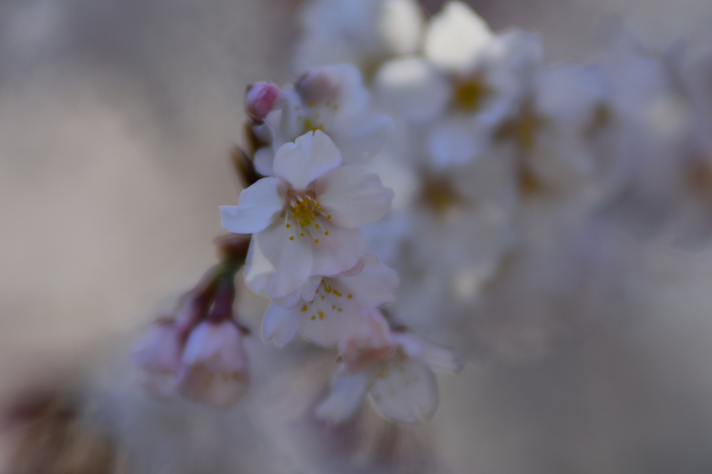 春に誘われて朧桜