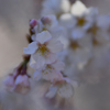 春に誘われて朧桜