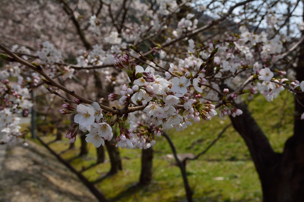 新庄桜道路横にて