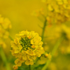 菜の花のポートレート