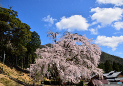 晴れ時々桜吹雪