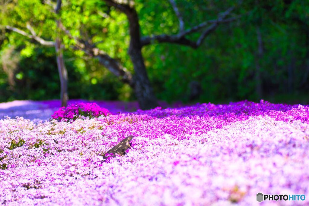 芝桜の里