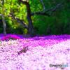 芝桜の里