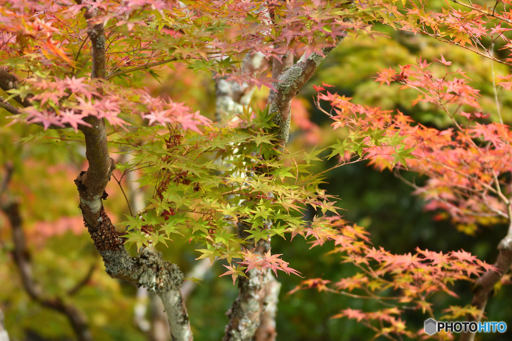 越前陶芸公園色づき始め